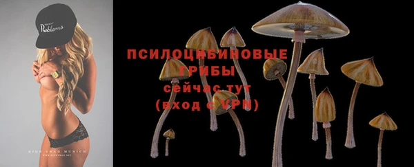 сатива Новодвинск